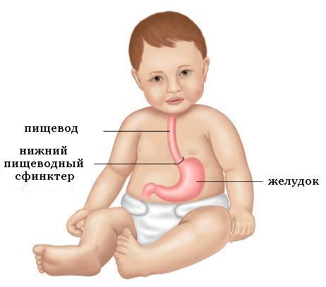Строение пищевода и желудка у ребенка