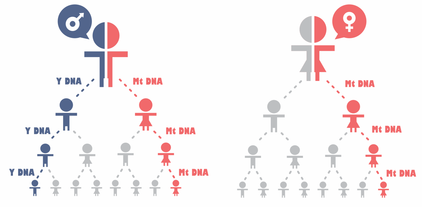 Генеалогический ДНК-тест. Тест на родословную по ДНК. Генетический тест ДНК. Узнать свою генетику.