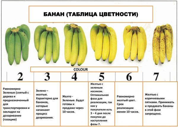 Правила выбора бананов
