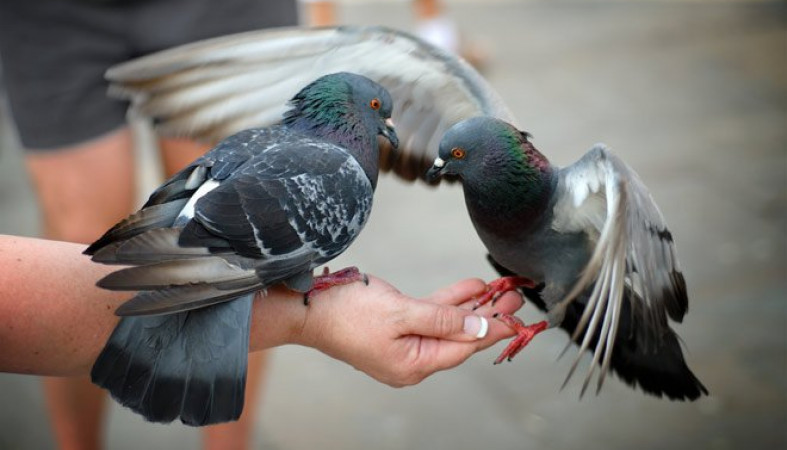 Кормить голубей с рук опасно