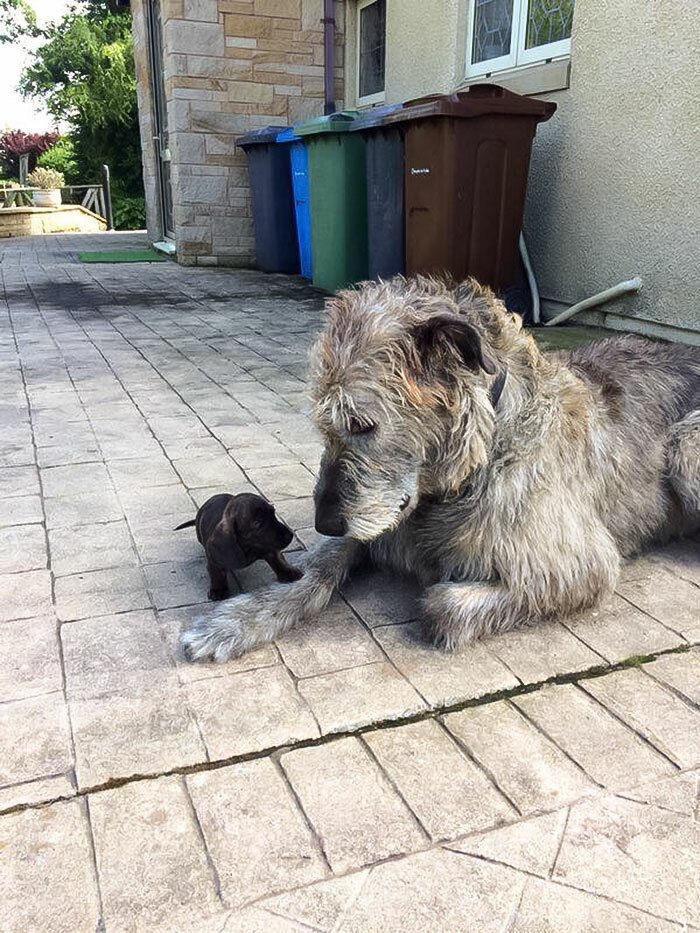 Самые добрые в мире собаки размером с теленка - 23 фото смешных и милых ирландских волкодавов