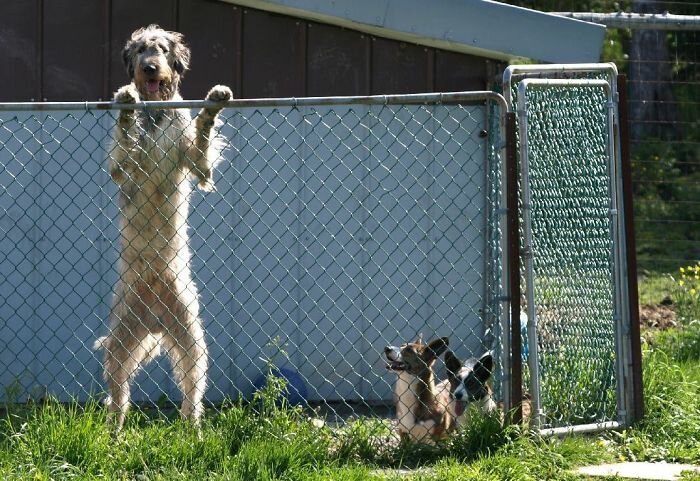 Самые добрые в мире собаки размером с теленка - 23 фото смешных и милых ирландских волкодавов