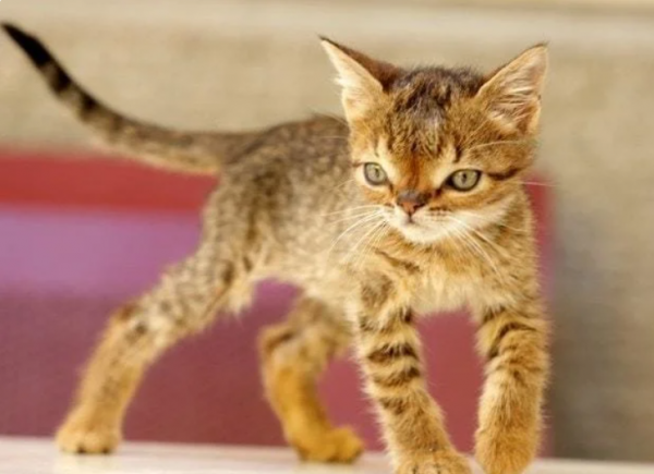 История Мурчика — благочестивого солнечного котика