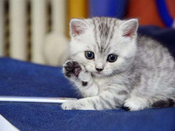 33 фото котиков, которые освоили человеческие профессии и очень ответственно относятся к работе