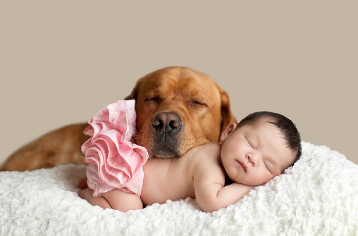 Собака и младенец