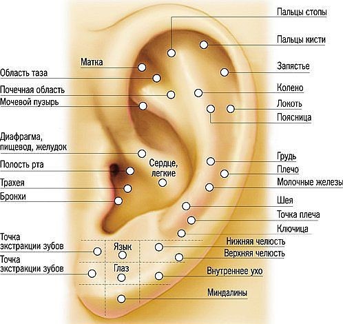 Активные точки на ушной раковине