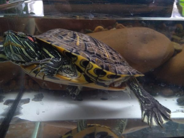черепаха в аквариуме