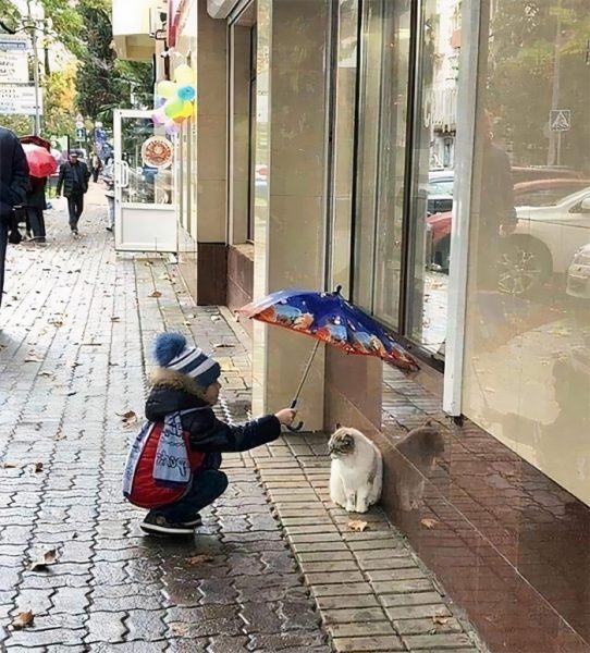 Ребенок закрывает кошку от дождя