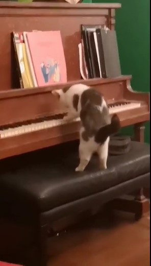 Котейка играет на пианино