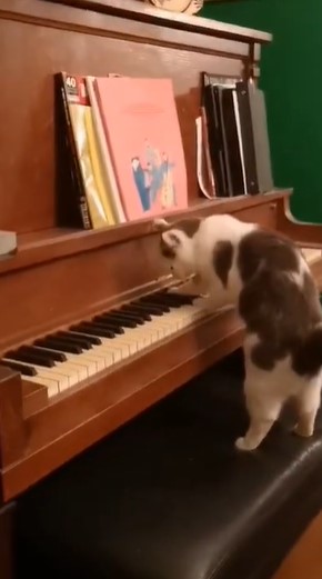 Ктик осваивает игру на пианино