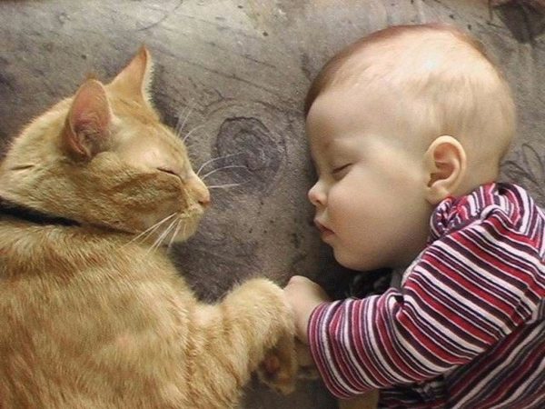 малыш и кот