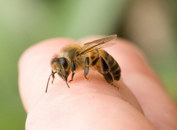 Пчела на руке