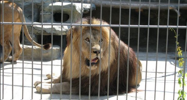 Lion cage