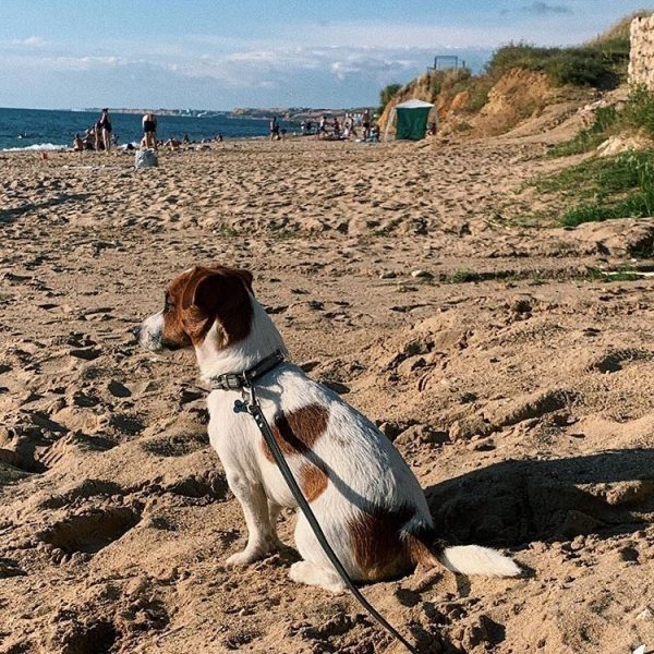 Как помочь несчастным животным, с которыми предлагают сфотографироваться на пляже?