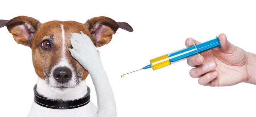 Rabies vaccinations