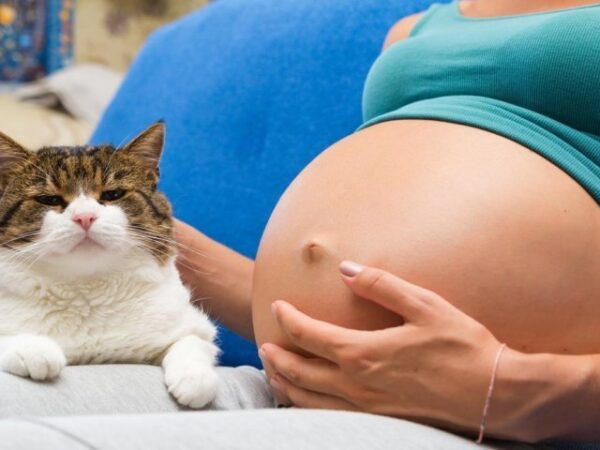 Почему будущим мамам категорически нельзя гладить кошку