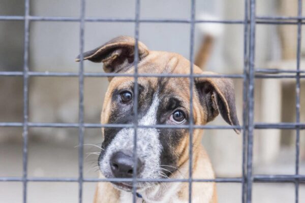«Животные – не игрушки»: семья отдала собаку в приют из-за непослушного ребенка