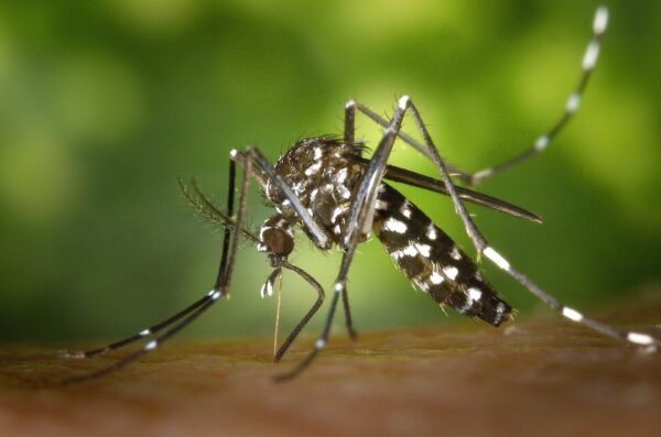 Любопытные дети: что было бы, если бы все комары в мире исчезли
