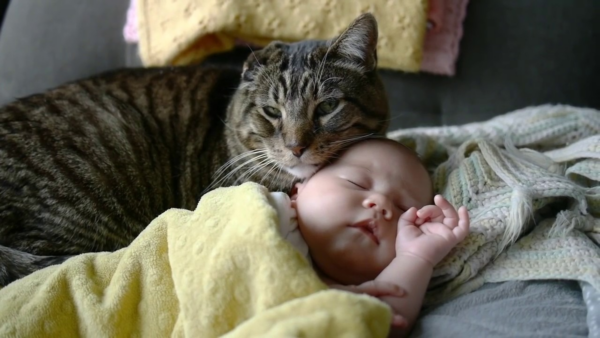 Кошка и ребенок: что следует учитывать во время беременности и после родов