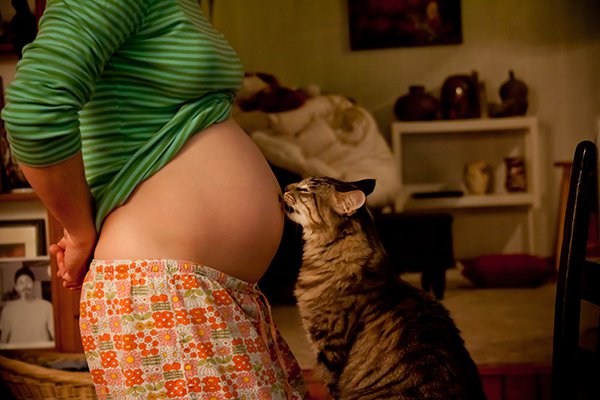 Кошка и ребенок: что следует учитывать во время беременности и после родов