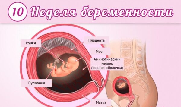 12 удивительных фактов о беременности