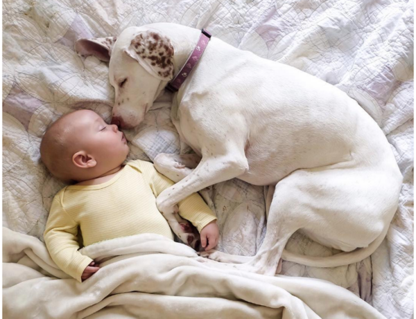 Собака и ребенок: когда в «стаю» приходит малыш!
