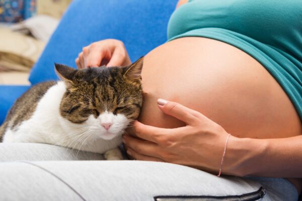 Как подготовить свою кошку к рождению ребенка