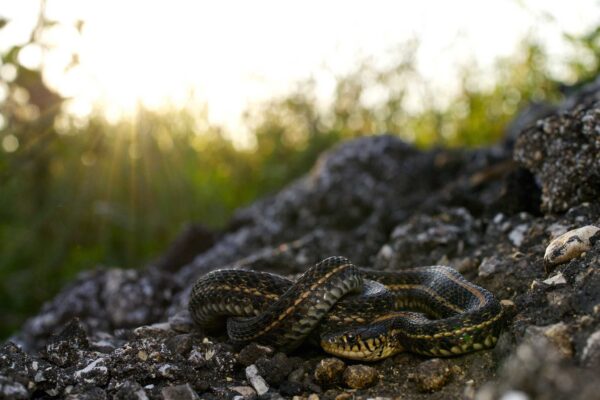 Что делать, если вы с ребенком встретили змею на природе: первая помощь при змеином укусе
