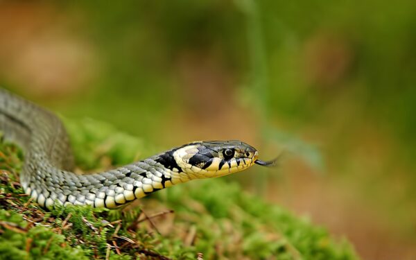Что делать, если вы с ребенком встретили змею на природе: первая помощь при змеином укусе