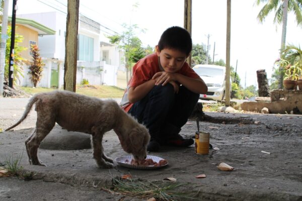 Ребенок принес в дом бездомное животное: как правильно поступить родителям