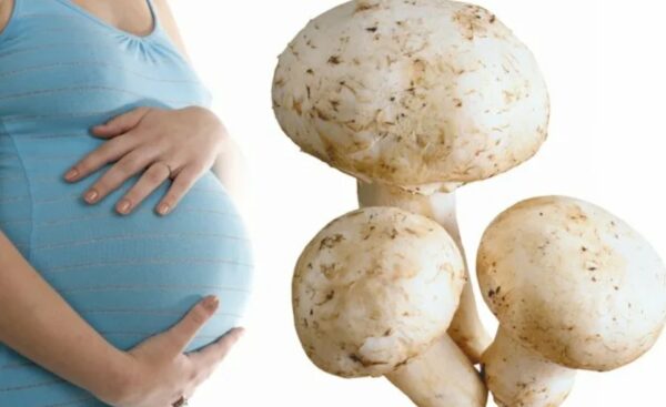Какие грибы можно есть беременным и главные нюансы