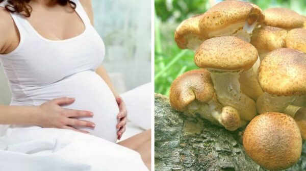 Какие грибы можно есть беременным и главные нюансы